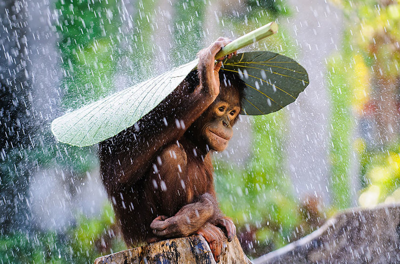 Блог - 18 лучших работ конкурса Sony World Photography Awards 2015. Часть 1 18 лучших работ конкурса Sony World Photography Awards 2015. Часть 1