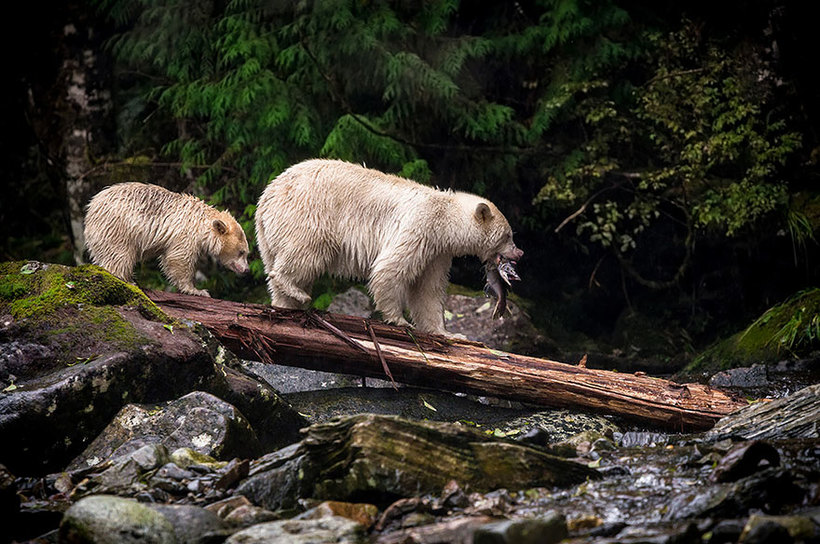 Блог - 18 лучших работ конкурса Sony World Photography Awards 2015. Часть 1 18 лучших работ конкурса Sony World Photography Awards 2015. Часть 1
