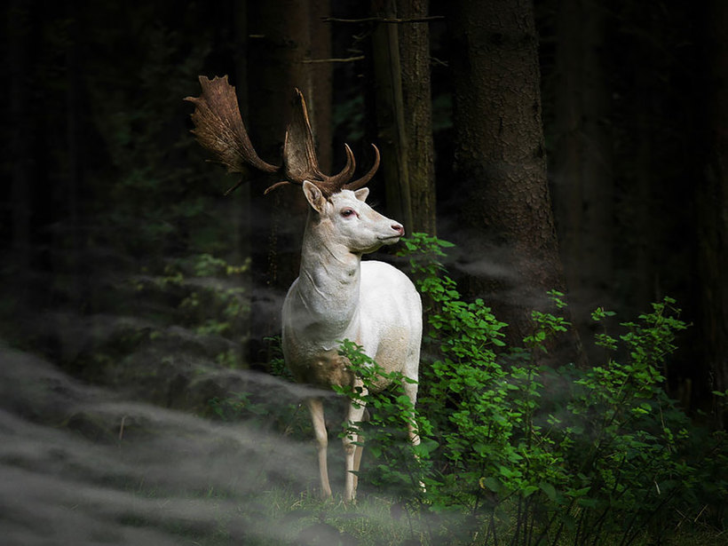 Блог - 18 лучших работ с конкурса Sony World Photography Awards 2015. Часть 2 18 лучших работ с конкурса Sony World Photography Awards 2015. Часть 2