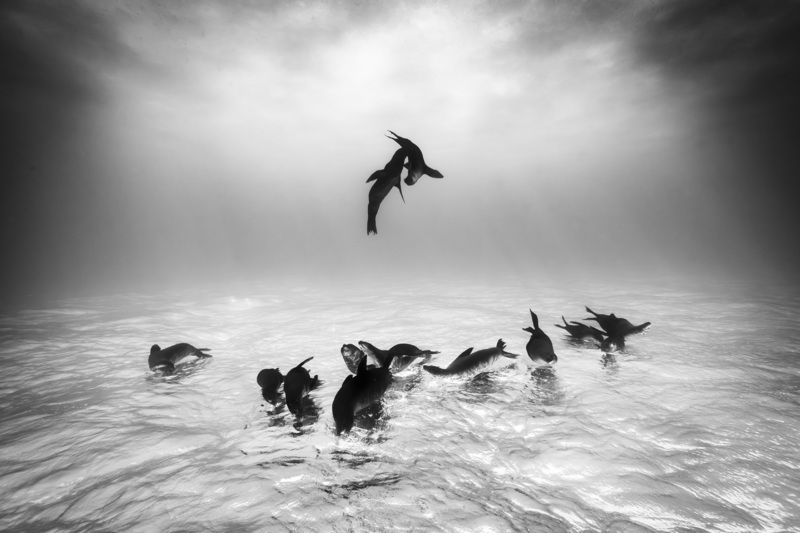Блог - Топ-10 самых лучших фотографий дикой природы. Каждая из них - шедевр! Топ-10 самых лучших фотографий дикой природы. Каждая из них - шедевр!