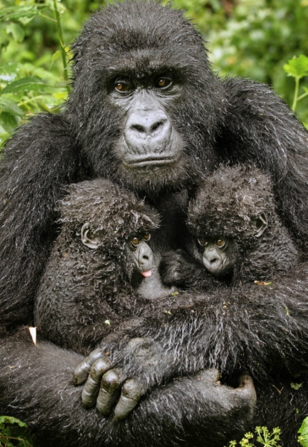 Блог - 9 самых лучших и незабываемых фото Wildlife Photographer, которые покорят тебя 9 самых лучших и незабываемых фото Wildlife Photographer, которые покорят тебя