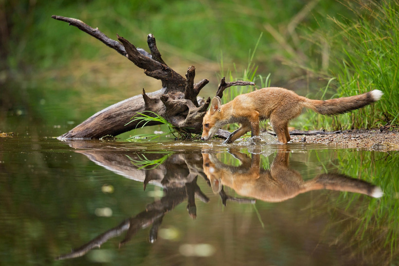 Блог - Лучшее с конкурса фотографии National Geographic 2015 Лучшее с конкурса фотографии National Geographic 2015