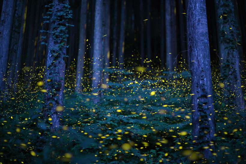 Блог - Лучшее с конкурса фотографии National Geographic 2015 Лучшее с конкурса фотографии National Geographic 2015