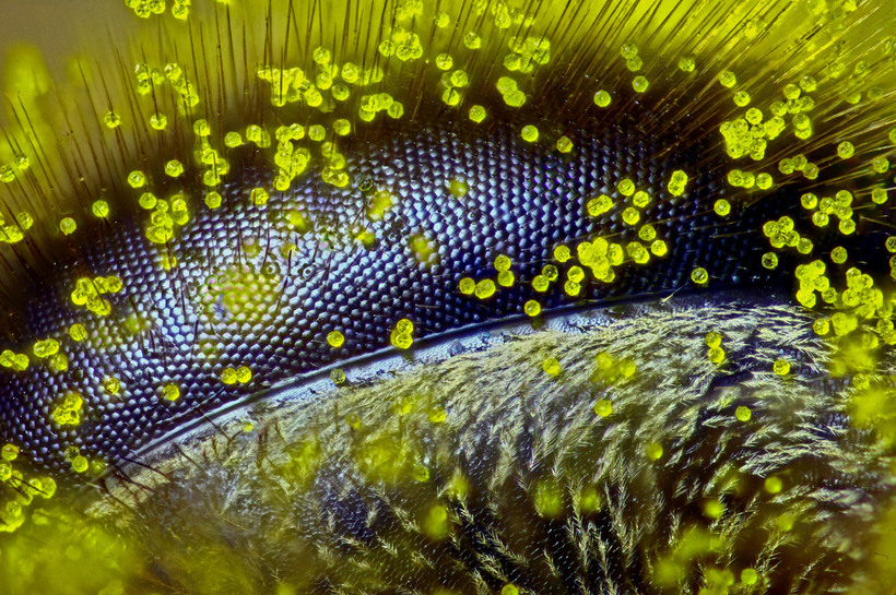 Блог - Конкурс микрофотографии Nikon Small World 2015 Конкурс микрофотографии Nikon Small World 2015