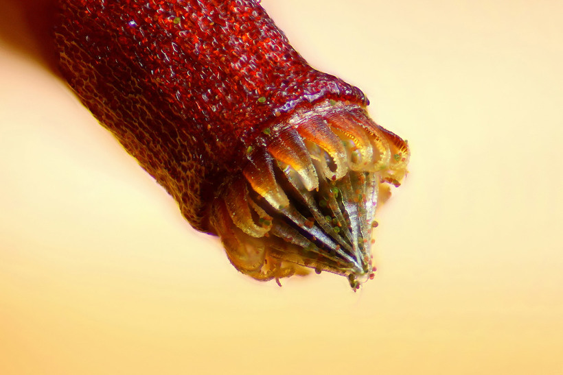 Блог - Конкурс микрофотографии Nikon Small World 2015 Конкурс микрофотографии Nikon Small World 2015