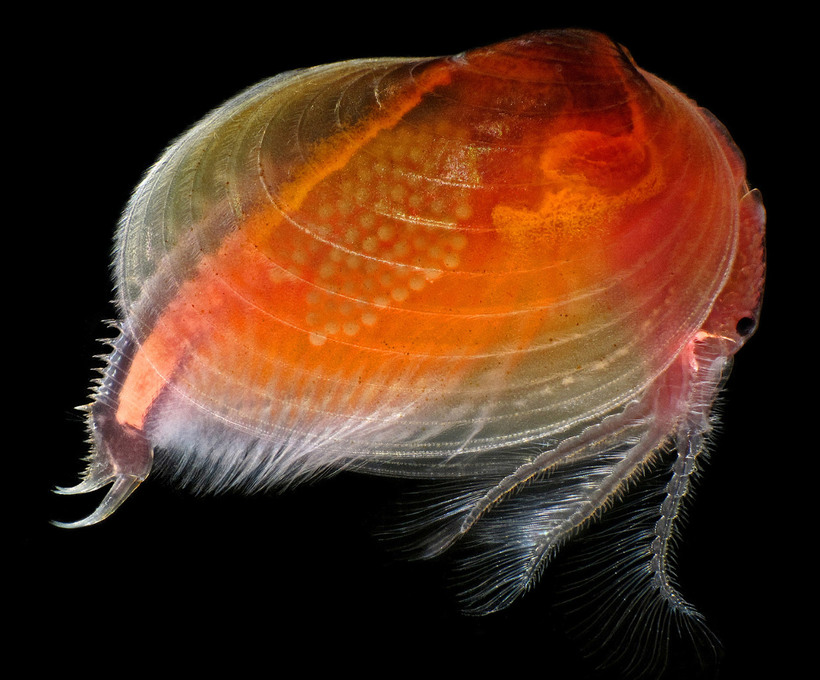 Блог - Конкурс микрофотографии Nikon Small World 2015 Конкурс микрофотографии Nikon Small World 2015