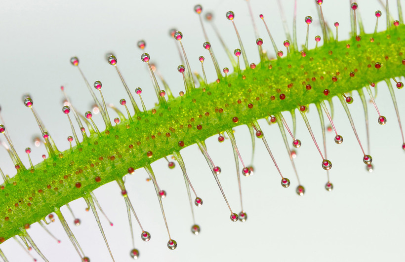 Блог - Конкурс микрофотографии Nikon Small World 2015 Конкурс микрофотографии Nikon Small World 2015