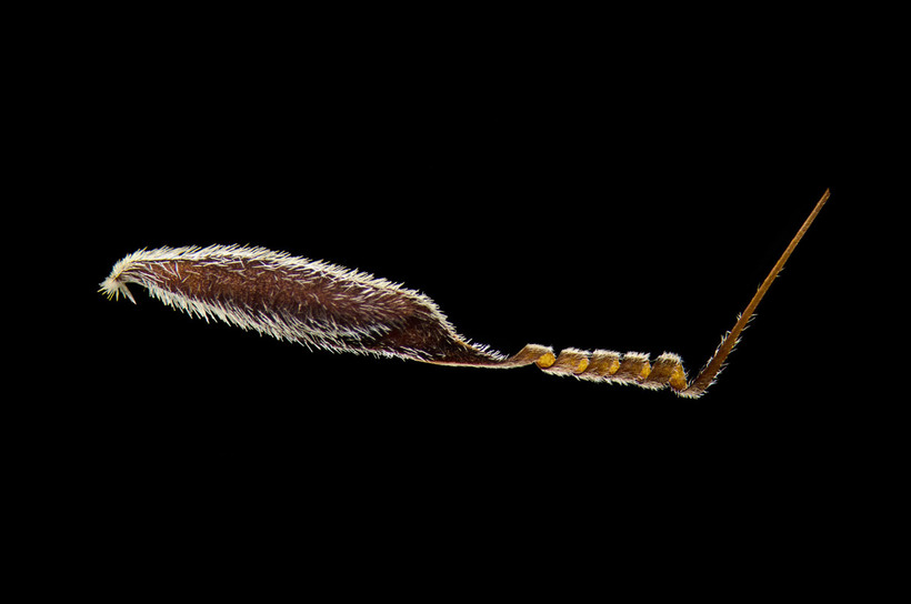 Блог - Конкурс микрофотографии Nikon Small World 2015 Конкурс микрофотографии Nikon Small World 2015