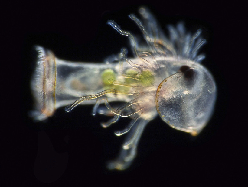 Блог - Конкурс микрофотографии Nikon Small World 2015 Конкурс микрофотографии Nikon Small World 2015