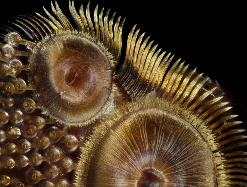 Блог - Конкурс микрофотографии Nikon Small World 2015 Конкурс микрофотографии Nikon Small World 2015