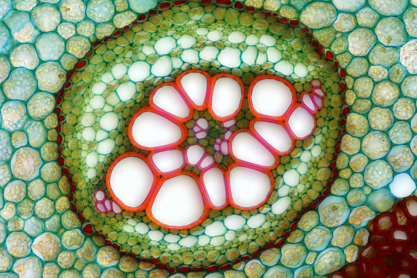 Блог - Конкурс микрофотографии Nikon Small World 2015 Конкурс микрофотографии Nikon Small World 2015