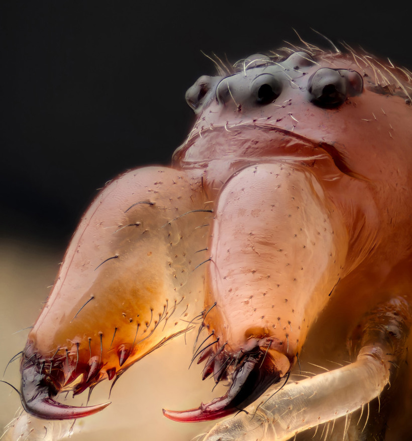 Блог - Конкурс микрофотографии Nikon Small World 2015 Конкурс микрофотографии Nikon Small World 2015