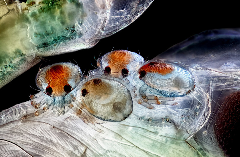 Блог - Конкурс микрофотографии Nikon Small World 2015 Конкурс микрофотографии Nikon Small World 2015