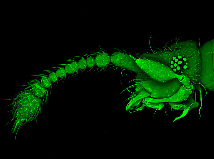 Блог - Конкурс микрофотографии Nikon Small World 2015 Конкурс микрофотографии Nikon Small World 2015