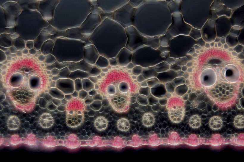 Блог - Конкурс микрофотографии Nikon Small World 2015 Конкурс микрофотографии Nikon Small World 2015