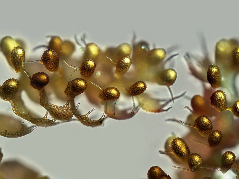 Блог - Конкурс микрофотографии Nikon Small World 2015 Конкурс микрофотографии Nikon Small World 2015