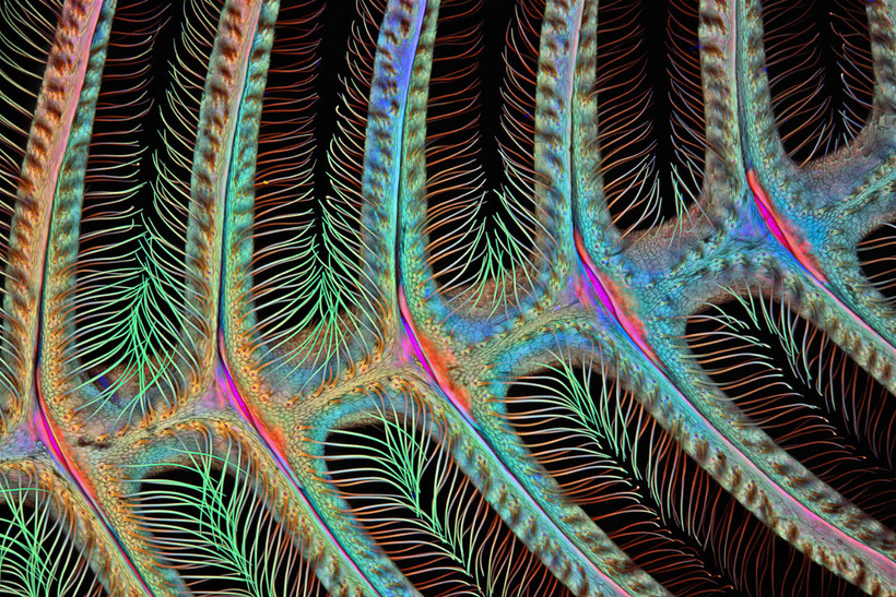 Блог - Конкурс микрофотографии Nikon Small World 2015 Конкурс микрофотографии Nikon Small World 2015
