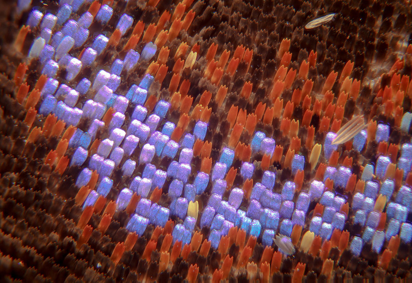 Блог - Конкурс микрофотографии Nikon Small World 2015 Конкурс микрофотографии Nikon Small World 2015