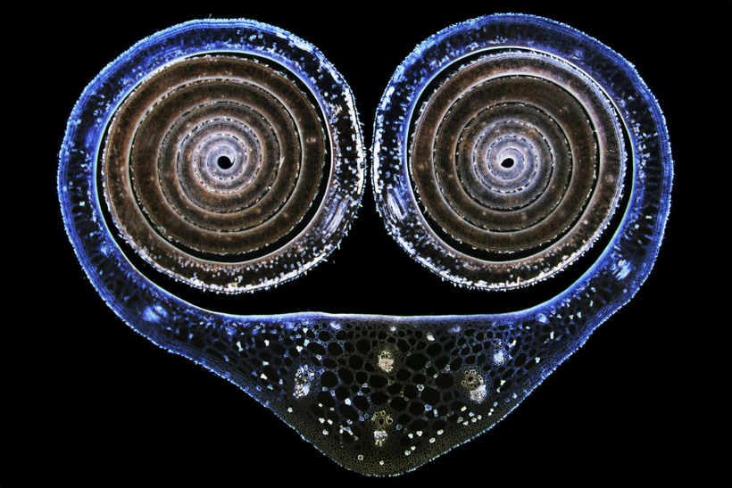 Блог - Конкурс микрофотографии Nikon Small World 2015 Конкурс микрофотографии Nikon Small World 2015