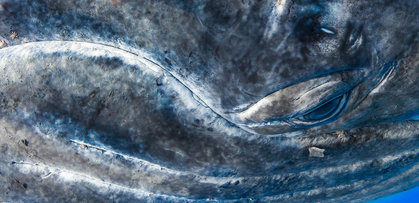 Блог - 20 захватывающих фотографий National Geographic 2015 20 захватывающих фотографий National Geographic 2015