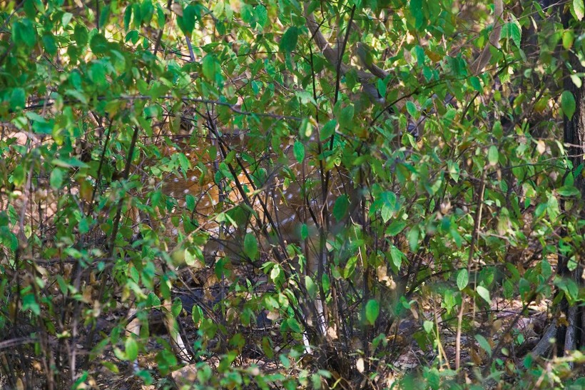 Блог - 15 снимков животных, которые в совершенстве овладели искусством маскировки 15 снимков животных, которые в совершенстве овладели искусством маскировки
