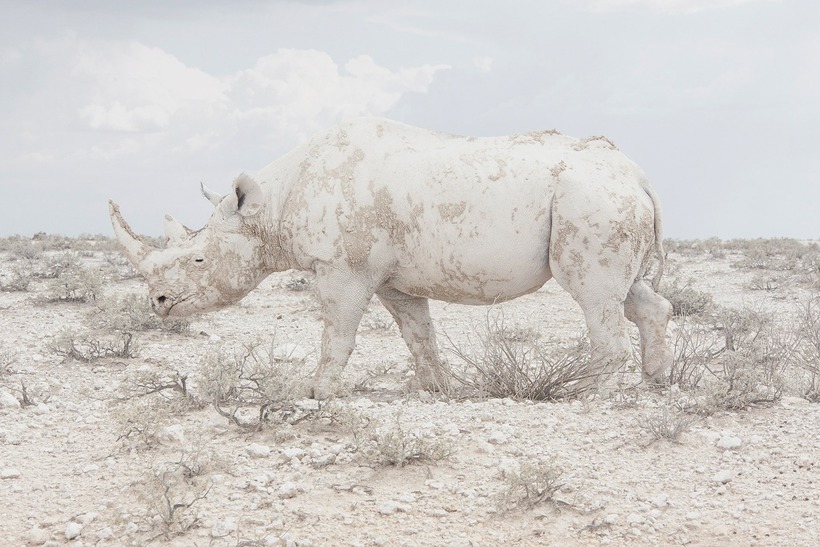Блог - 10 впечатляющих снимков-победителей конкурса Sony World Photography Awards 10 впечатляющих снимков-победителей конкурса Sony World Photography Awards