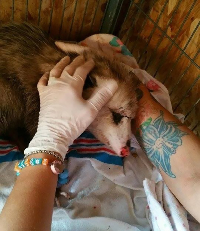 Блог - Женщина обнаружила на трассе опоссума и решила, что животное погибло, но... Женщина обнаружила на трассе опоссума и решила, что животное погибло, но...
