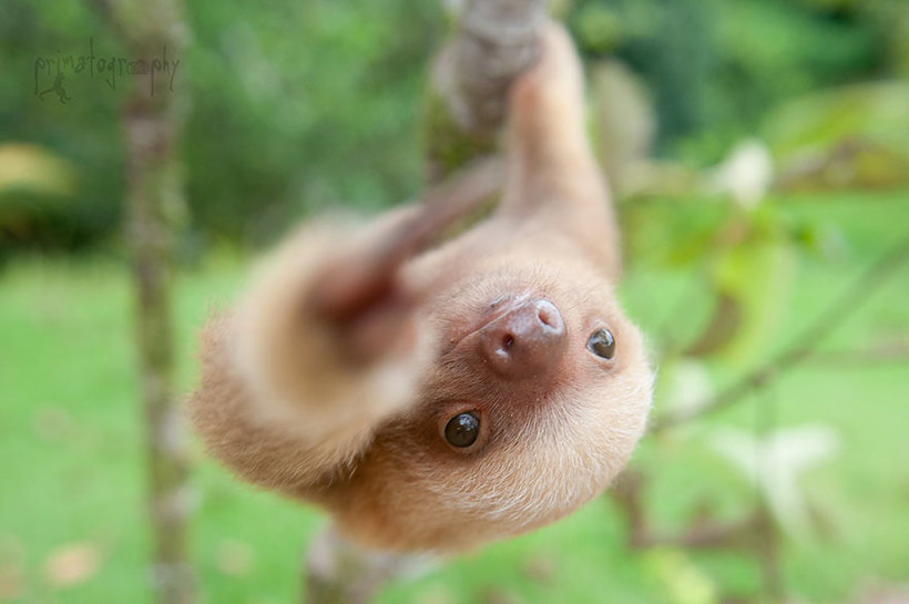 Удивительный Институт ленивцев в Коста-Рике. Бывает же такое! 