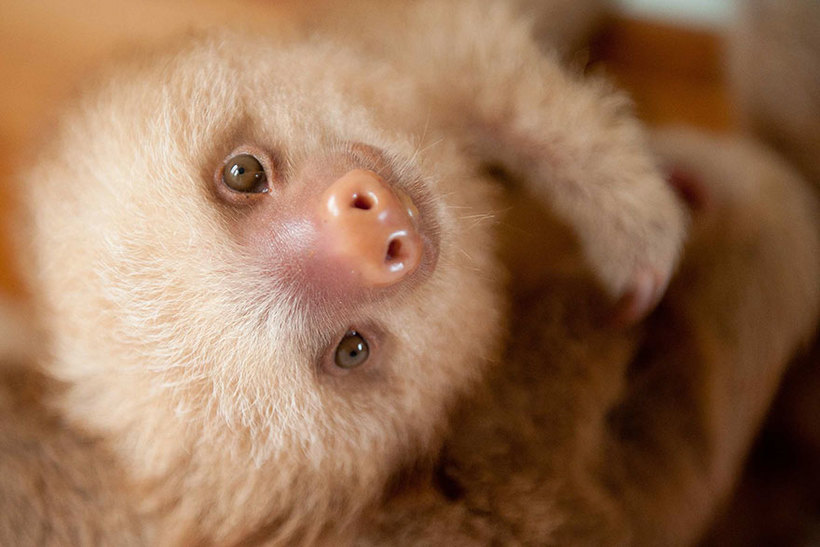 Удивительный Институт ленивцев в Коста-Рике. Бывает же такое! 