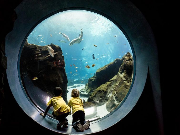 Блог - 18 незабываемых и экспрессивных снимков дикой природы от National Geographic 18 незабываемых и экспрессивных снимков дикой природы от National Geographic