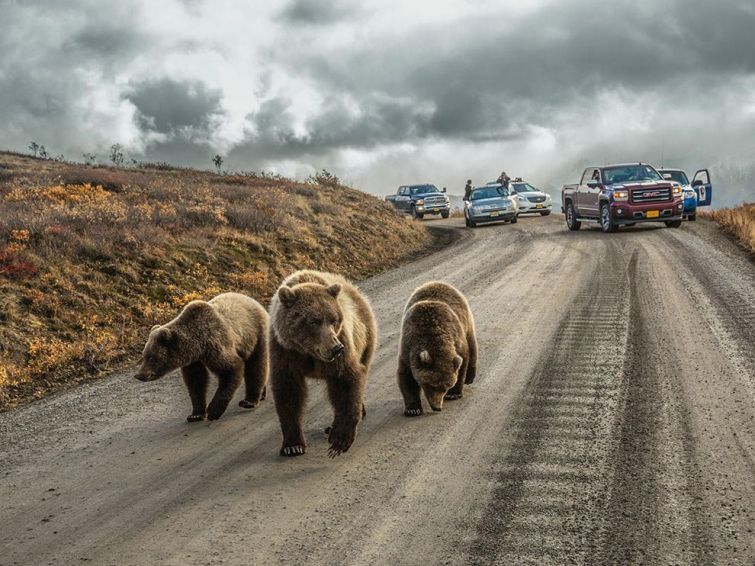 Блог - 18 незабываемых и экспрессивных снимков дикой природы от National Geographic 18 незабываемых и экспрессивных снимков дикой природы от National Geographic