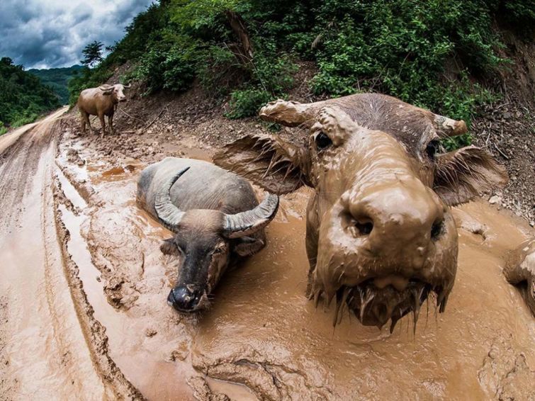 Блог - 18 незабываемых и экспрессивных снимков дикой природы от National Geographic 18 незабываемых и экспрессивных снимков дикой природы от National Geographic