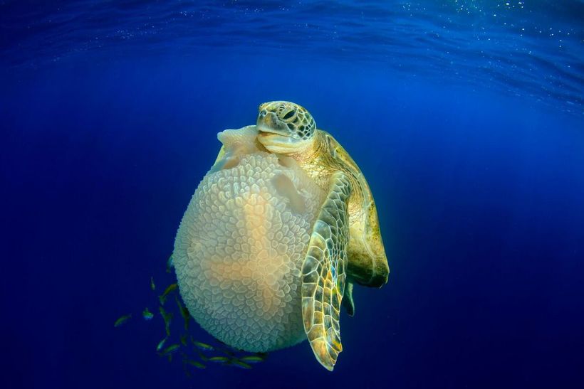 Блог - Россиянин Михаил Коростелев стал призером конкурса Underwater Photographer of the Year 2016 Россиянин Михаил Коростелев стал призером конкурса Underwater Photographer of the Year 2016