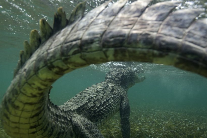 Блог - Россиянин Михаил Коростелев стал призером конкурса Underwater Photographer of the Year 2016 Россиянин Михаил Коростелев стал призером конкурса Underwater Photographer of the Year 2016