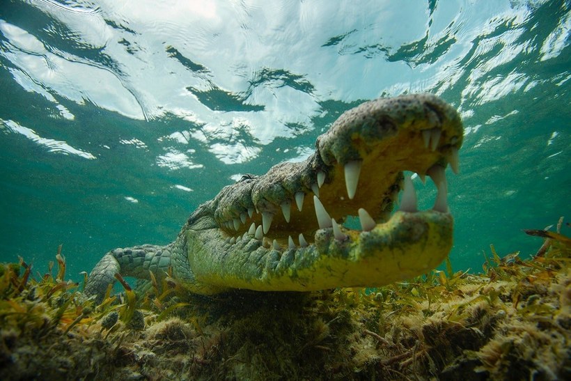 Блог - Россиянин Михаил Коростелев стал призером конкурса Underwater Photographer of the Year 2016 Россиянин Михаил Коростелев стал призером конкурса Underwater Photographer of the Year 2016