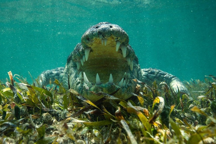 Блог - Россиянин Михаил Коростелев стал призером конкурса Underwater Photographer of the Year 2016 Россиянин Михаил Коростелев стал призером конкурса Underwater Photographer of the Year 2016