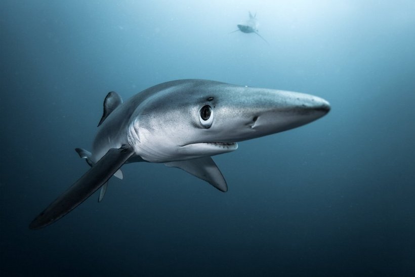 Блог - Россиянин Михаил Коростелев стал призером конкурса Underwater Photographer of the Year 2016 Россиянин Михаил Коростелев стал призером конкурса Underwater Photographer of the Year 2016