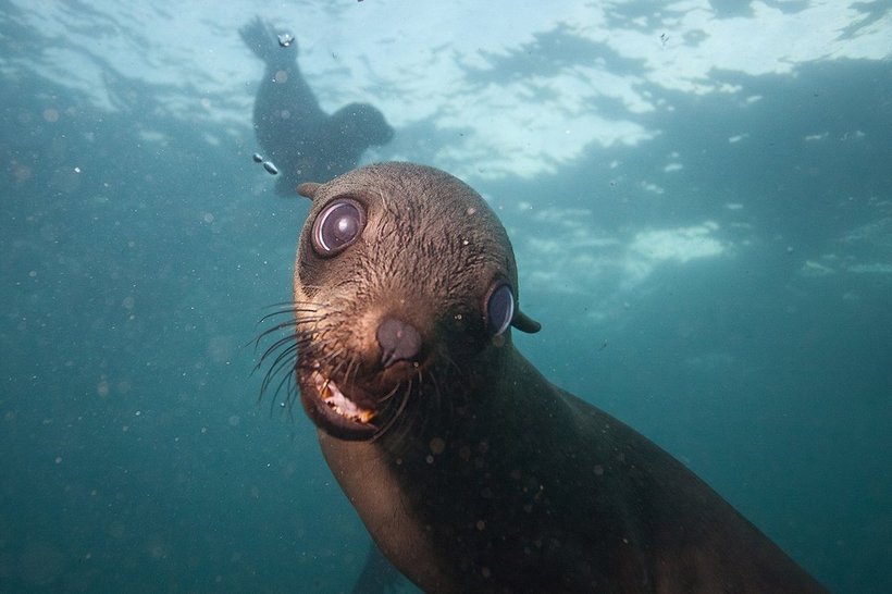 Блог - Россиянин Михаил Коростелев стал призером конкурса Underwater Photographer of the Year 2016 Россиянин Михаил Коростелев стал призером конкурса Underwater Photographer of the Year 2016