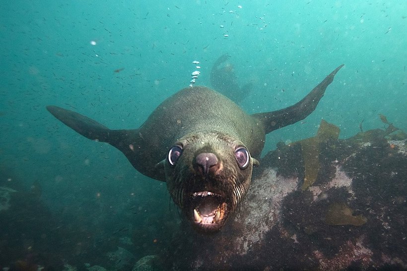 Блог - Россиянин Михаил Коростелев стал призером конкурса Underwater Photographer of the Year 2016 Россиянин Михаил Коростелев стал призером конкурса Underwater Photographer of the Year 2016
