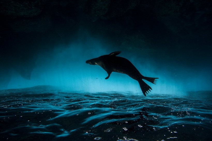 Блог - Россиянин Михаил Коростелев стал призером конкурса Underwater Photographer of the Year 2016 Россиянин Михаил Коростелев стал призером конкурса Underwater Photographer of the Year 2016