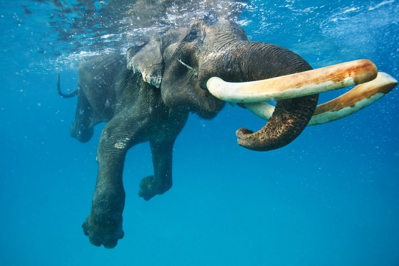 Блог - Россиянин Михаил Коростелев стал призером конкурса Underwater Photographer of the Year 2016 Россиянин Михаил Коростелев стал призером конкурса Underwater Photographer of the Year 2016