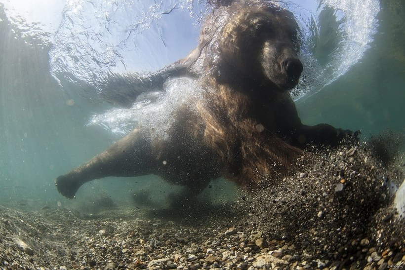 Блог - Россиянин Михаил Коростелев стал призером конкурса Underwater Photographer of the Year 2016 Россиянин Михаил Коростелев стал призером конкурса Underwater Photographer of the Year 2016