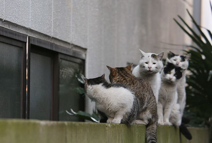 10 забавных снимков уличных котов Токио от японского фотографа