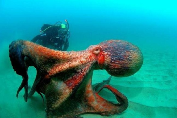 Блог - 15 жутких морских фото, после которых не захочется плескаться в воде 15 жутких морских фото, после которых не захочется плескаться в воде