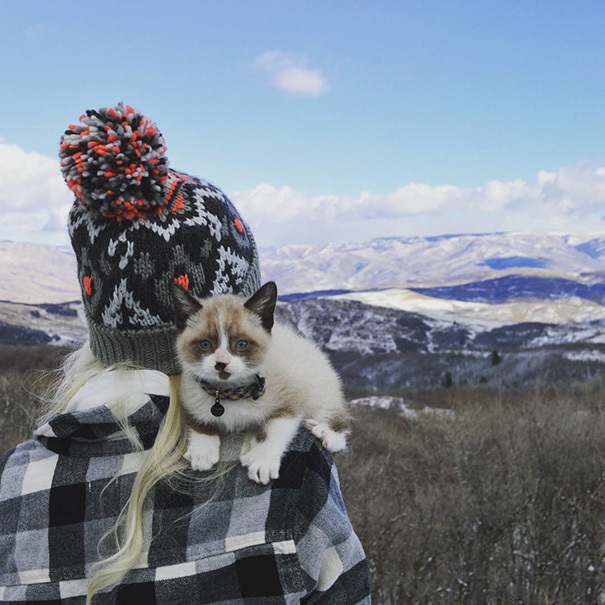 Блог - 15 потешных снимков, которые вдохновят тебя отправиться в поход с котом 15 потешных снимков, которые вдохновят тебя отправиться в поход с котом