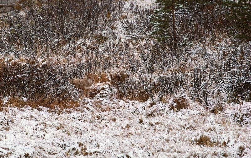 Блог - 18 удивительных фото, на которых животных не видно, но они там есть! 18 удивительных фото, на которых животных не видно, но они там есть!