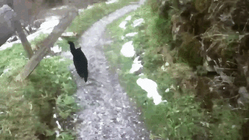 Он заблудился в швейцарских горах, когда на его пути повстречался этот кот