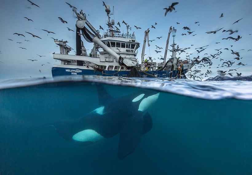 Блог - 11 потрясающих фото финалистов конкурса Wildlife Photographer Of The Year 2016 11 потрясающих фото финалистов конкурса Wildlife Photographer Of The Year 2016