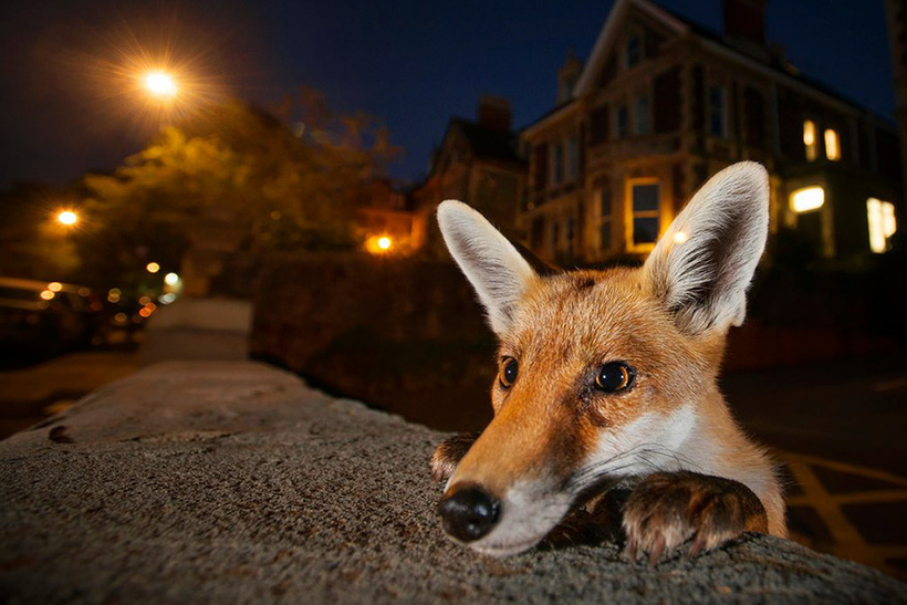 Блог - 11 потрясающих фото финалистов конкурса Wildlife Photographer Of The Year 2016 11 потрясающих фото финалистов конкурса Wildlife Photographer Of The Year 2016