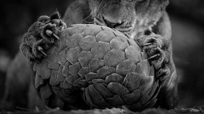 Блог - 11 потрясающих фото финалистов конкурса Wildlife Photographer Of The Year 2016 11 потрясающих фото финалистов конкурса Wildlife Photographer Of The Year 2016